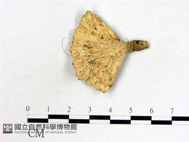 優雅波邊革菌藏品圖，第3張