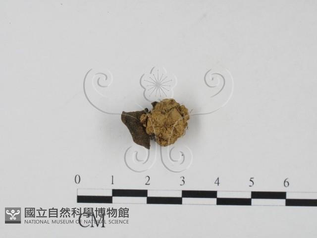 登錄號:F0015530藏品圖，第3張