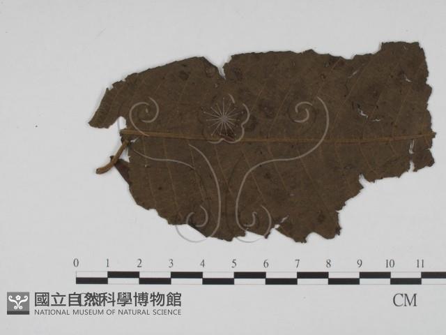 登錄號:F0019530藏品圖，第3張