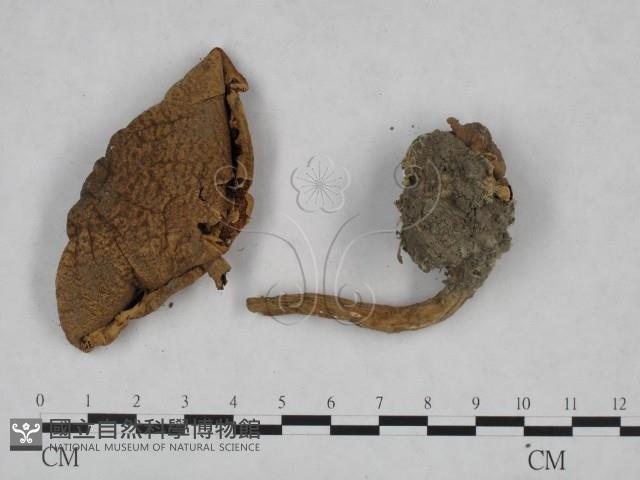 登錄號:F0023530藏品圖，第3張