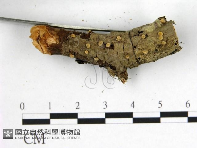 花耳屬藏品圖，第3張