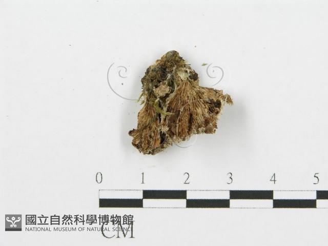 裂褶菌藏品圖，第3張