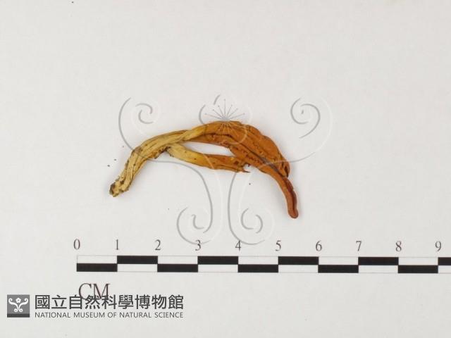 登錄號:F0026130藏品圖，第3張