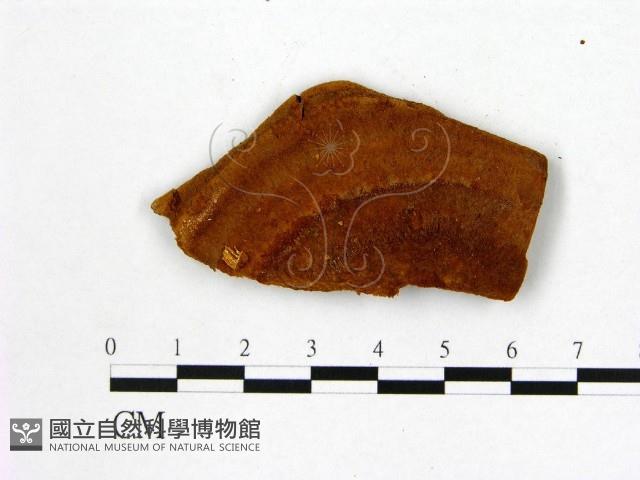 登錄號:F0006130藏品圖，第3張