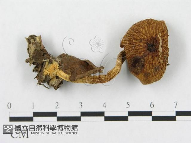 登錄號:F0016130藏品圖，第3張