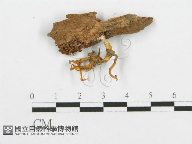 登錄號:F0001130藏品圖，第3張