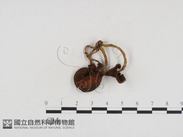登錄號:F0024130藏品圖，第3張