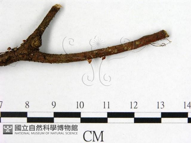 登錄號:F0002130藏品圖，第3張