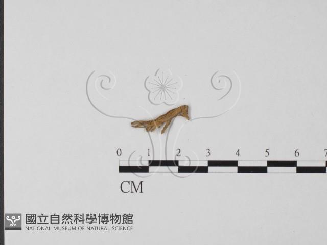 登錄號:F0017130藏品圖，第3張