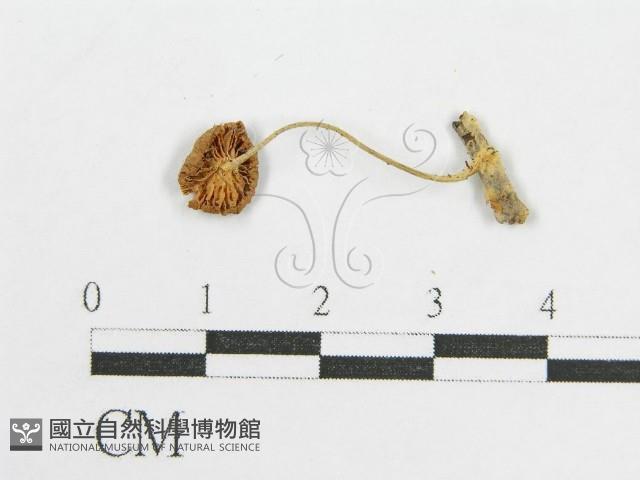 登錄號:F0019130藏品圖，第3張