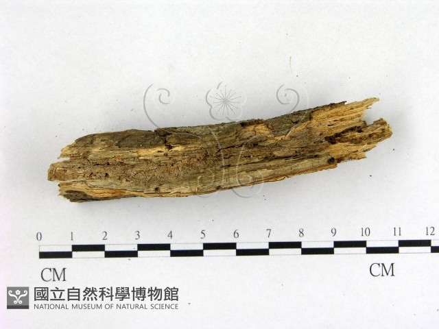 登錄號:F0003130藏品圖，第3張