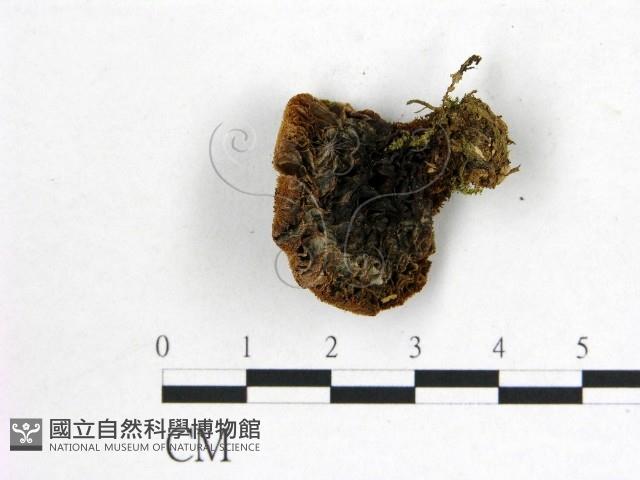 登錄號:F0008030藏品圖，第3張