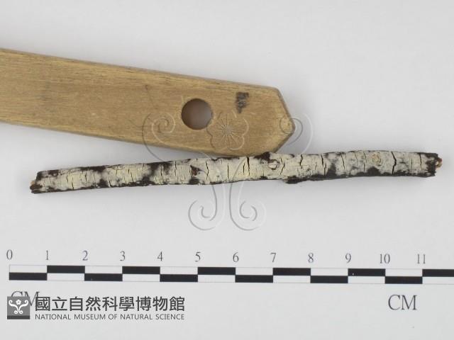 冇骨消絲齒菌藏品圖，第3張