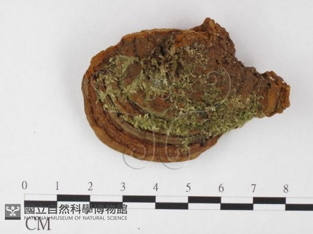 登錄號:F0026030藏品圖，第3張