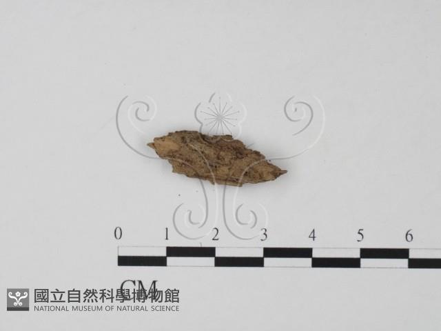 登錄號:F0021030藏品圖，第3張