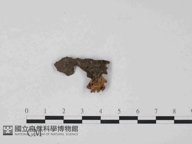 登錄號:F0024030藏品圖，第3張