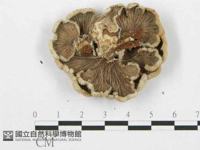 裂褶菌藏品圖，第3張