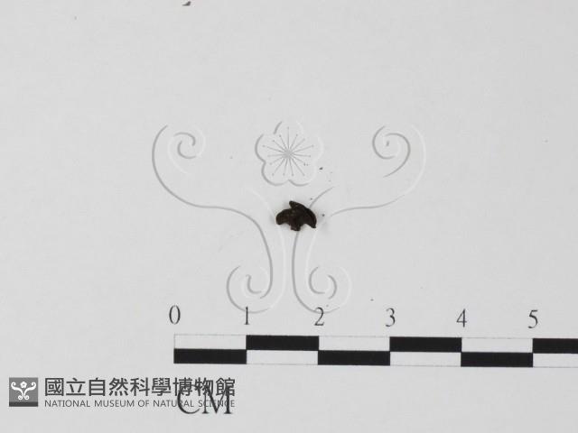 登錄號:F0022030藏品圖，第3張