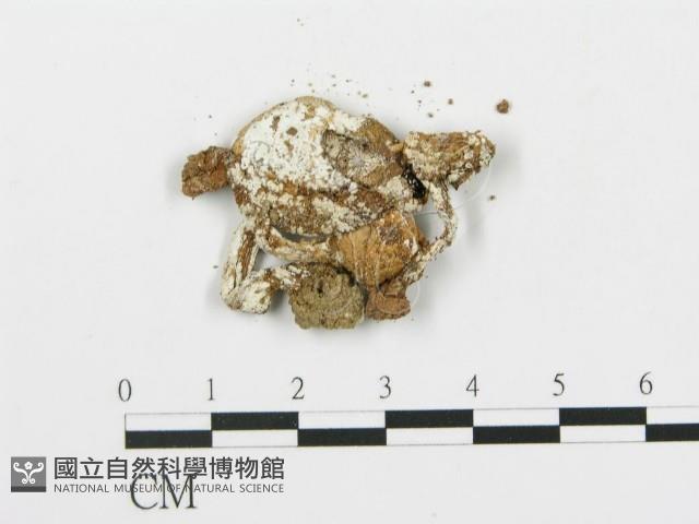登錄號:F0002030藏品圖，第3張