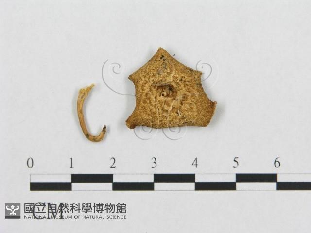 登錄號:F0007030藏品圖，第3張