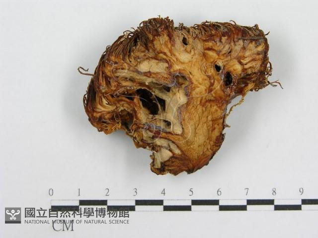 登錄號:F0017030藏品圖，第3張