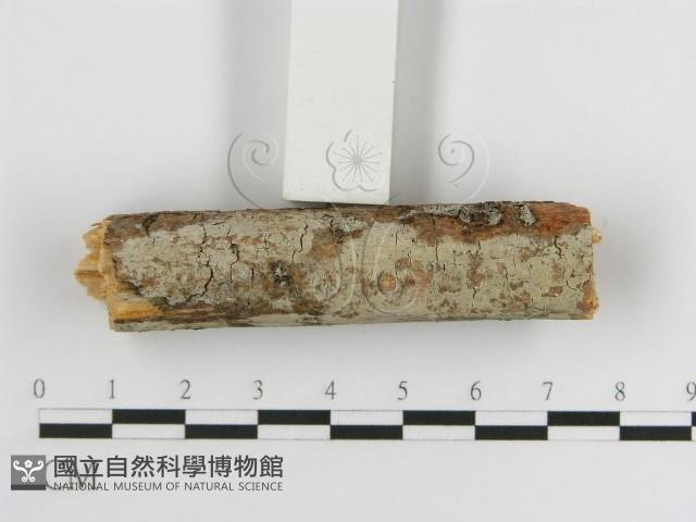 登錄號:F0005030藏品圖，第3張