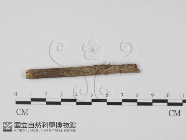 登錄號:F0015030藏品圖，第3張