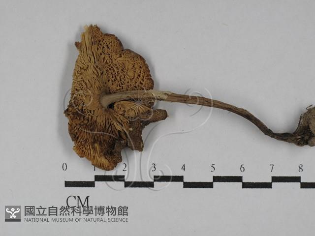 鵝膏屬藏品圖，第3張
