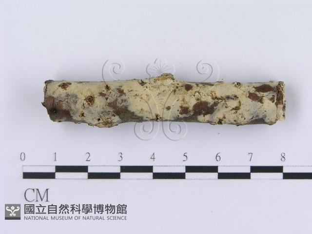 登錄號:F0019030藏品圖，第3張
