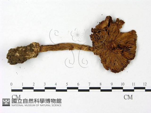 鵝膏屬藏品圖，第3張