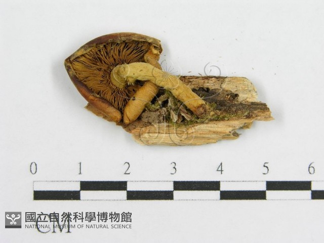 登錄號:F0003030藏品圖，第3張
