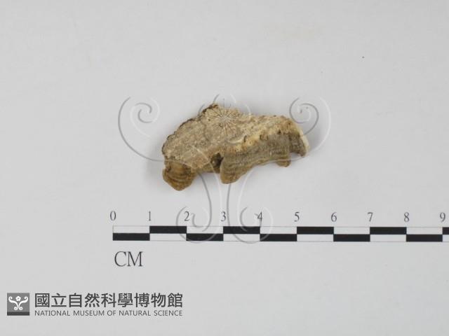 雲芝藏品圖，第3張