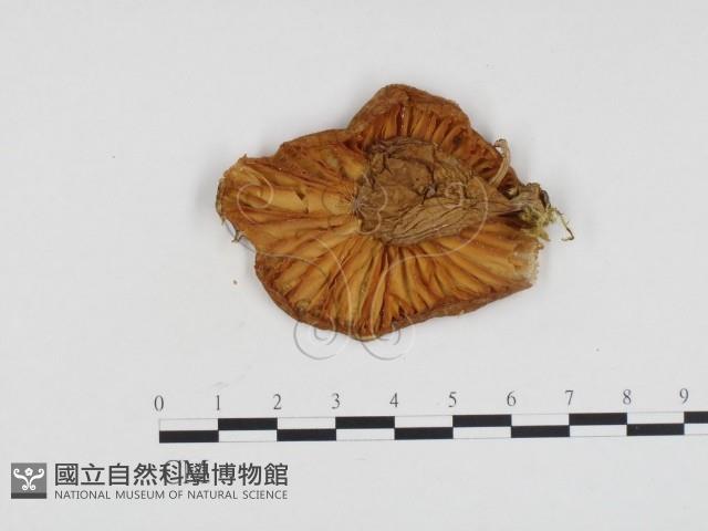 登錄號:F0024330藏品圖，第3張