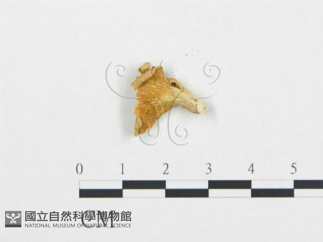 杯傘屬藏品圖，第3張