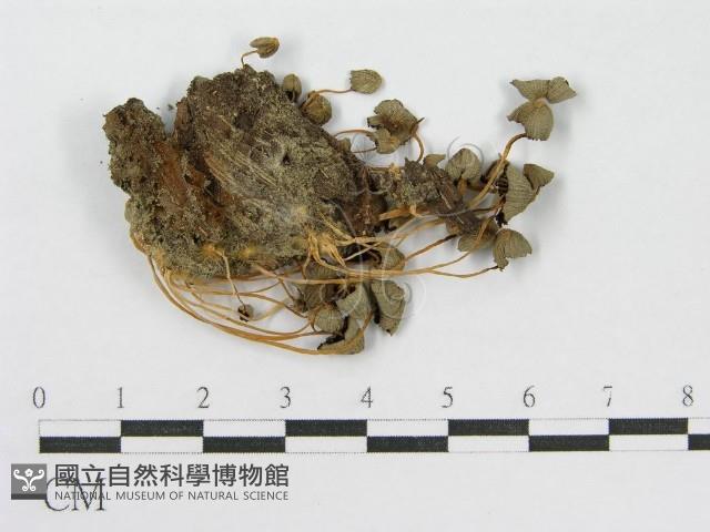 登錄號:F0014330藏品圖，第3張