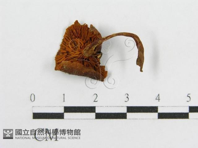 登錄號:F0012330藏品圖，第3張
