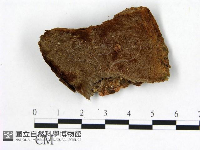登錄號:F0017330藏品圖，第1張