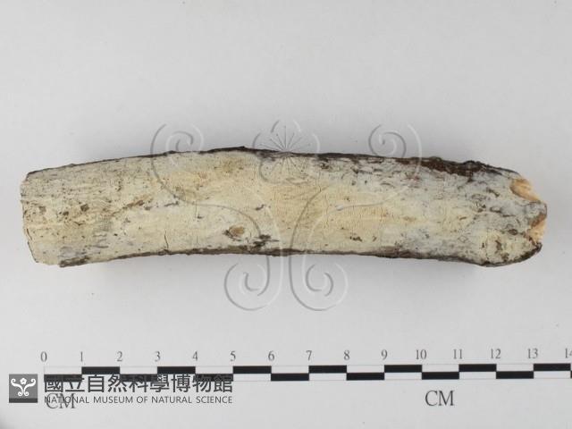 登錄號:F0025330藏品圖，第3張