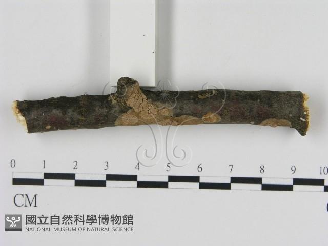 刺革菌屬藏品圖，第3張