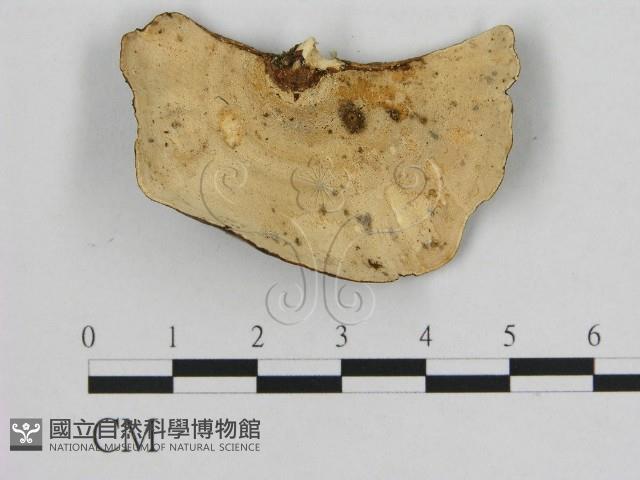 登錄號:F0009330藏品圖，第3張