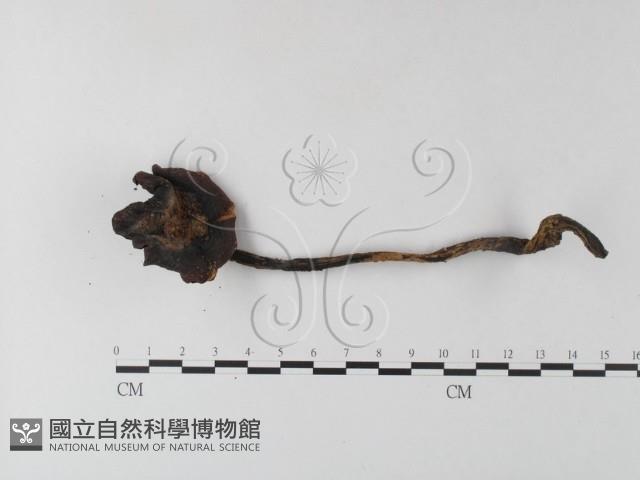 登錄號:F0023330藏品圖，第3張