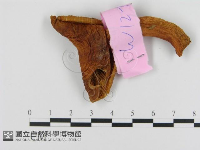 乳菇屬藏品圖，第3張