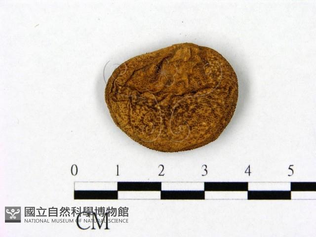 登錄號:F0020270藏品圖，第3張