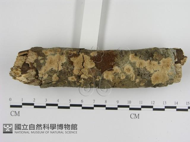 登錄號:F0000270藏品圖，第3張