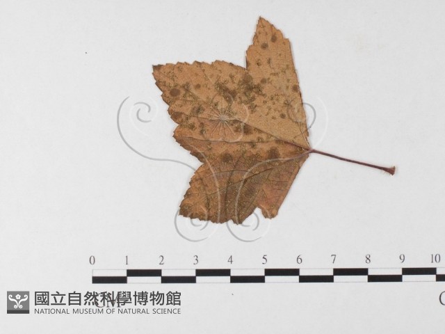 登錄號:F0026270藏品圖，第1張