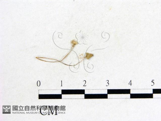 鬼傘屬藏品圖，第3張