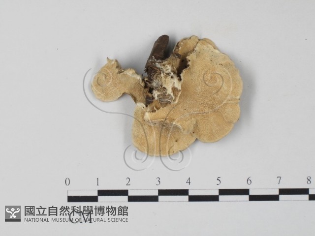 雲芝藏品圖，第3張