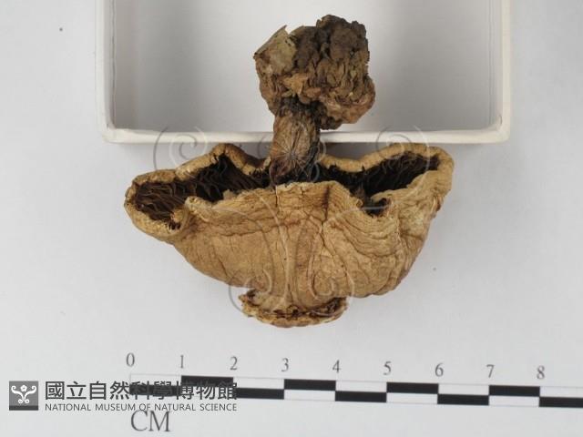 登錄號:F0002270藏品圖，第3張