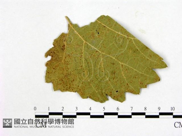 登錄號:F0012270藏品圖，第3張
