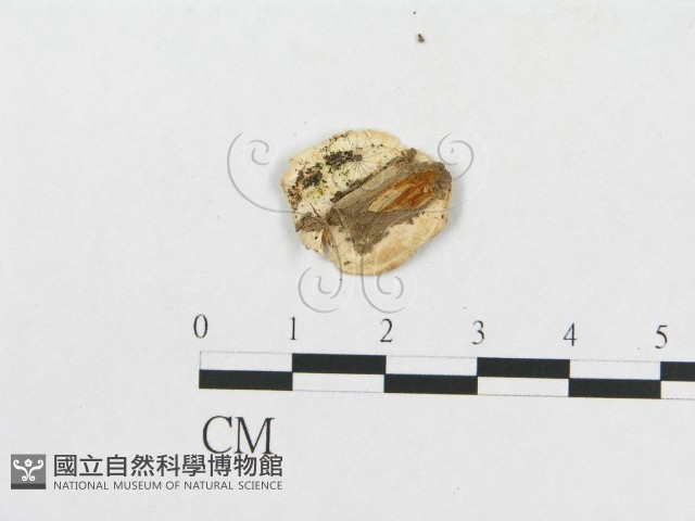 登錄號:F0007270藏品圖，第3張